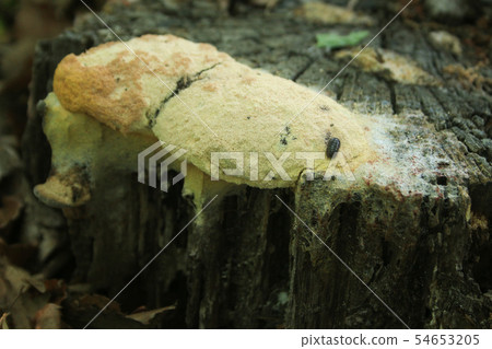 Occurrence of mushrooms (fungi) (a kind of wood rot fungus) (photographed in June in Kodaira city, Tokyo) 54653205