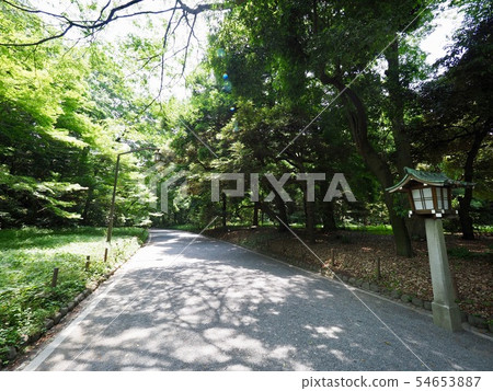 代代木公園 54653887