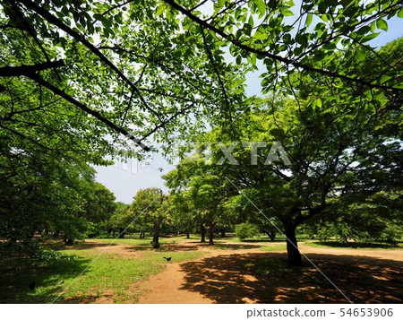 代代木公園 54653906
