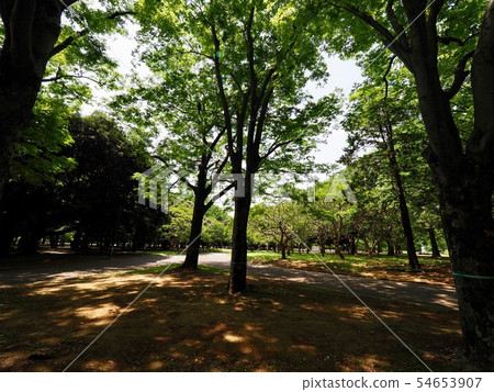 代代木公園 代代木公園 54653907