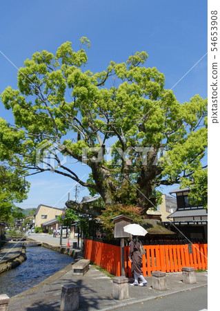 京都,Kamigamo神社,Fujikisha,新鮮公司和新鮮的綠色樟樹 京都,Kamigamo神社,Fujikisha,新鮮公司和新鮮的綠色樟樹 54653908