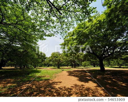 代代木公園 代代木公園 54653909