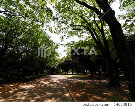 代代木公園 54653910