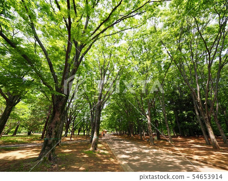 代代木公園 代代木公園 54653914