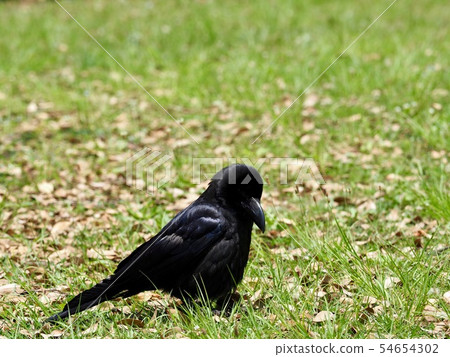 A crow in Yoyogi Park 54654302