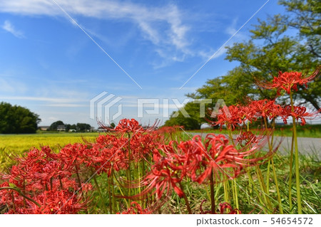 A row of cherry blossom trees in the Higanbana and Inada blooming in the vicinity of Minuma Substitute water Shiraoka Shinshu 54654572