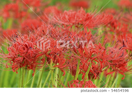 Higanbana Blooming Around Minuma Substitute Water Shiraoka Fushietsu 54654596
