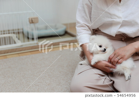 Pomeranian (Dog Dog Dog Organism Animal Pedigree Puppy Child Dog White White Pedigree Western Dog) Pomeranian (Dog Dog Dog Organism Animal Pedigree Puppy Child Dog White White Pedigree Western Dog) 54654956
