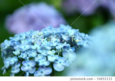 旋渦繡球花 54655115