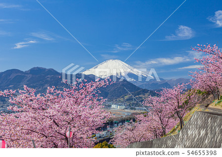 松田山的櫻花和富士山 54655398