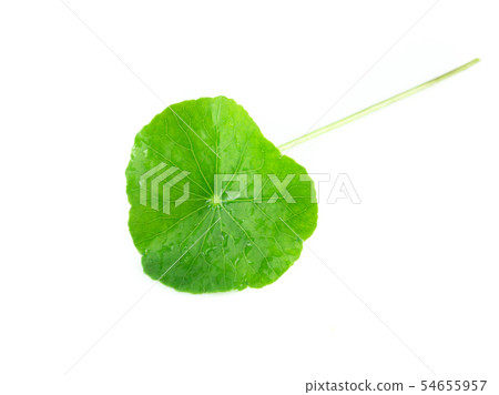 Closeup leaf of Gotu kola, Asiatic pennywort 54655957