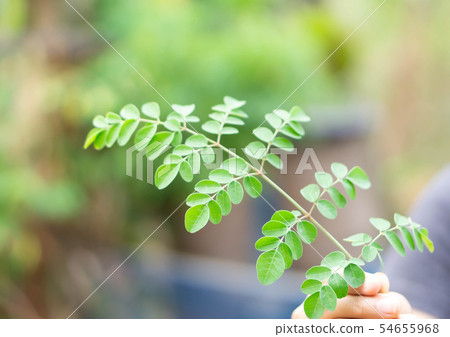 Closeup hand holding green moringa leaves branch 54655968