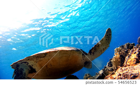 Underwater photography of the Green Sea turtle of Okinawa Tokashiki Island Underwater photography of the Green Sea turtle of Okinawa Tokashiki Island 54656523