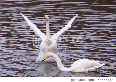 天鵝很酷的姿勢 54656538