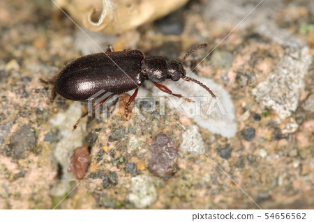 Creatures Insect Hagebutamushidamashi, it used to be called "higebutogamimushi daimashi" Creatures Insect Hagebutamushidamashi, it used to be called "higebutogamimushi daimashi" 54656562