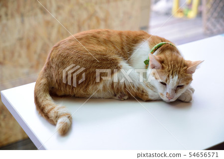 Orange cat Orange cat 54656571