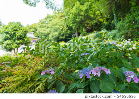 神社場地的繡球花[Kibitsu Shrine] 54656656