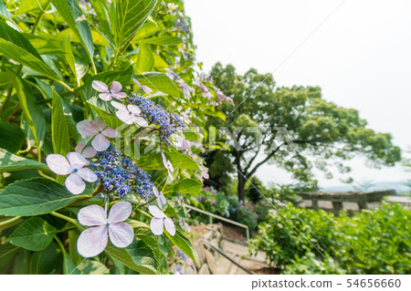 Hydrangea in the shrine grounds [Kibitsu Shrine] 54656660