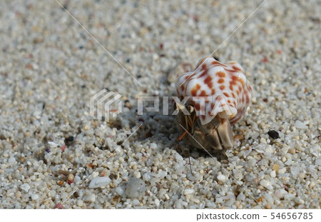 Hermit crab @ beach of Okinawa Hermit crab @ beach of Okinawa 54656785