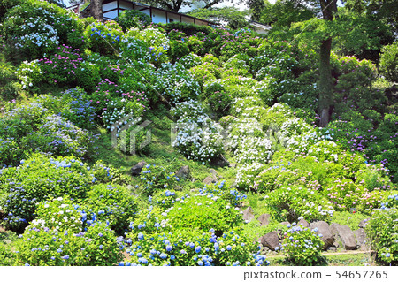 Hydrangea 08 in Odawara Joshi Park Hydrangea 08 in Odawara Joshi Park 54657265