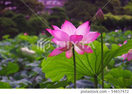 Lotus and leaves 54657472