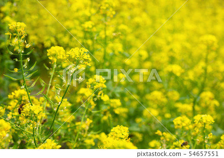 yellow mustard flowers with bee yellow mustard flowers with bee 54657551
