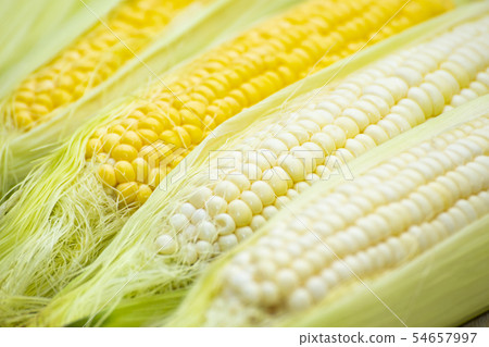Corn 54657997