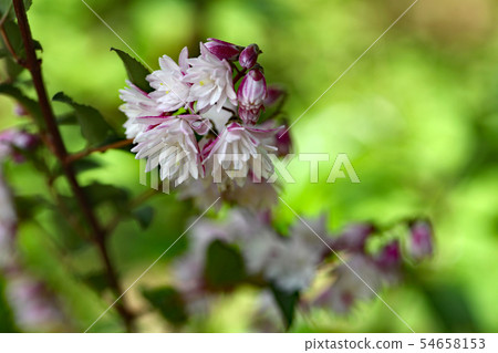 Ugi花 Ugi花 54658153