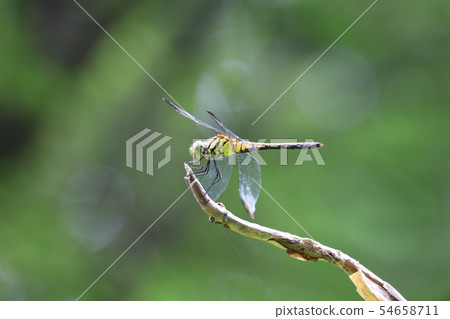 The dragonfly season 54658711