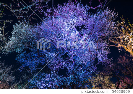 Kairakuen Umebayashi Light-up Night View (Mito City, Ibaraki Prefecture) *March 2019 54658909