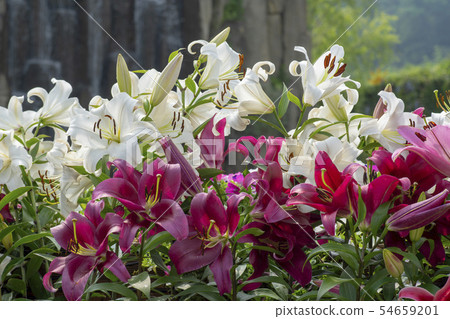 Botanical Garden, Bucheon, Gyeonggi-do 54659201