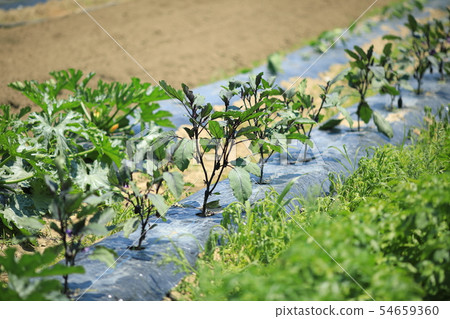 Eggplant Eggplant 54659360