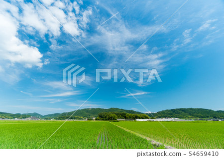 稻田的風景圖像在米種植以後的 稻田的風景圖像在米種植以後的 54659410
