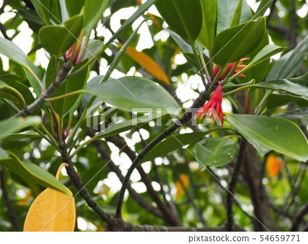 Red flowers of Mangrove (Ohirugi) (Koshigami-gun, Kunigami-gun, Okinawa Prefecture) Red flowers of Mangrove (Ohirugi) (Koshigami-gun, Kunigami-gun, Okinawa Prefecture) 54659771