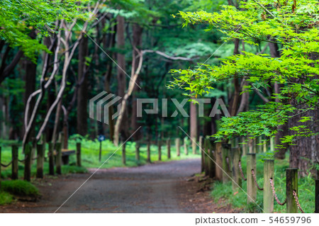 Saitama early summer Hirabayashi Temple (Hirabayashi precinct forest) Saitama early summer Hirabayashi Temple (Hirabayashi precinct forest) 54659796