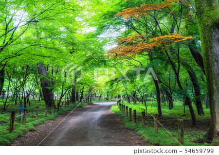 埼玉初夏Hirabayashi寺（Hirabayashi區森林） 54659799
