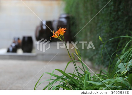 百合旁邊的糖果吧 54659888