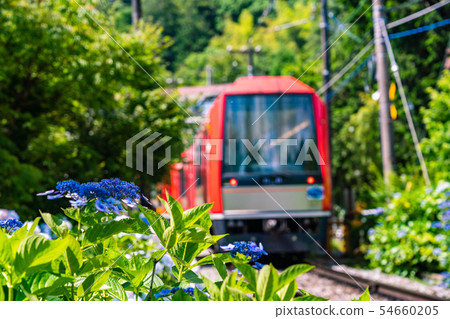 (Kanagawa Prefecture) Hakone Tozan Railway Ajisai Train 54660205
