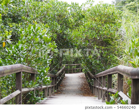 A promenade passing through a mangrove forest (Okinawa Higashimura Fureai Hiruki Park) A promenade passing through a mangrove forest (Okinawa Higashimura Fureai Hiruki Park) 54660240