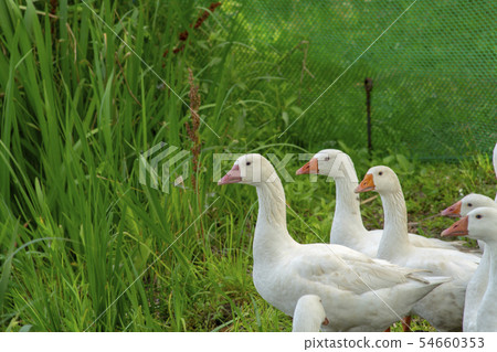 Goose, Ansan City, Gyeonggi-do 54660353