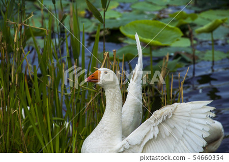 Goose, Ansan City, Gyeonggi-do Goose, Ansan City, Gyeonggi-do 54660354