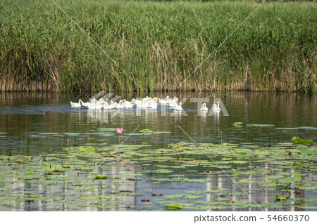 Goose, Ansan City, Gyeonggi-do Goose, Ansan City, Gyeonggi-do 54660370