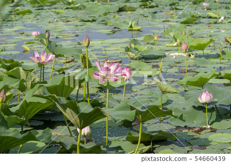 Lotus flower, Siheung city, Gyeonggi-do Lotus flower, Siheung city, Gyeonggi-do 54660439