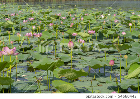 Lotus flower, Siheung city, Gyeonggi-do 54660442