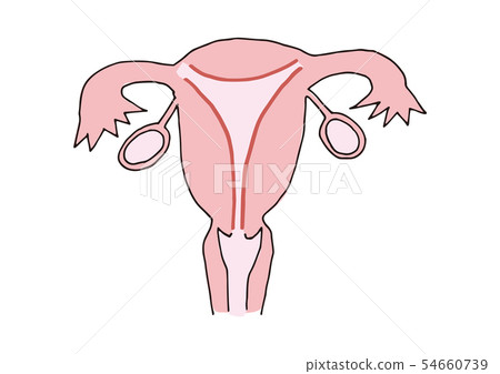 子宮 54660739