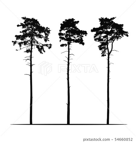 Set Realistic illustration of tall coniferous pine 54660852