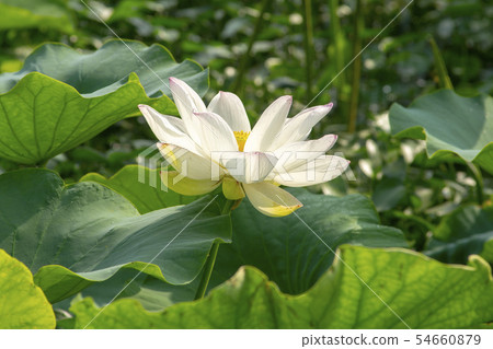 Lotus flower, Siheung city, Gyeonggi-do Lotus flower, Siheung city, Gyeonggi-do 54660879