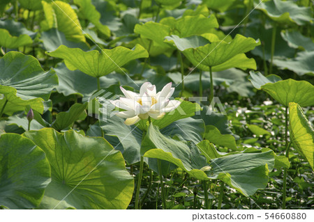 蓮花,始興市,京畿道 蓮花,始興市,京畿道 54660880