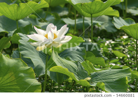 Lotus flower, Siheung city, Gyeonggi-do Lotus flower, Siheung city, Gyeonggi-do 54660881