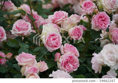 玫瑰（早春）Sakaki Chikumagawa玫瑰園 54662287